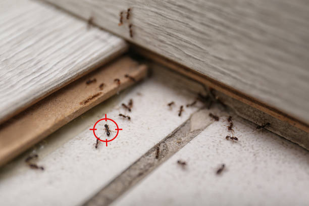 Best Residential Pest Control  in Miami Springs, FL