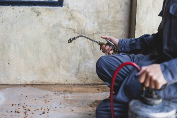 Best Pest Control for Homes  in Miami Springs, FL
